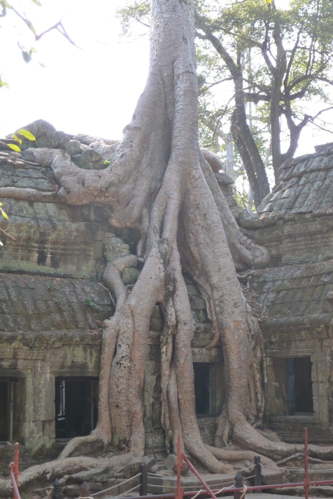 Tree roots climbing temple