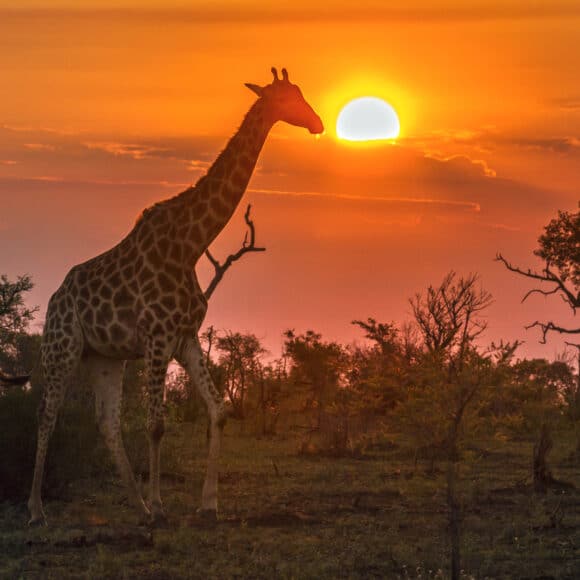 Striking the right cord doing business with Africa
